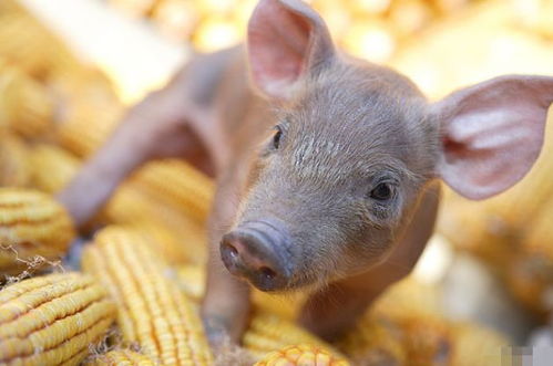 4月23號(hào)，屬豬人需謹(jǐn)慎應(yīng)對(duì)潛在挑戰(zhàn)