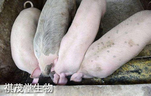 2022年生豬業(yè) 以“三高”開(kāi)局，以深度調(diào)整收尾